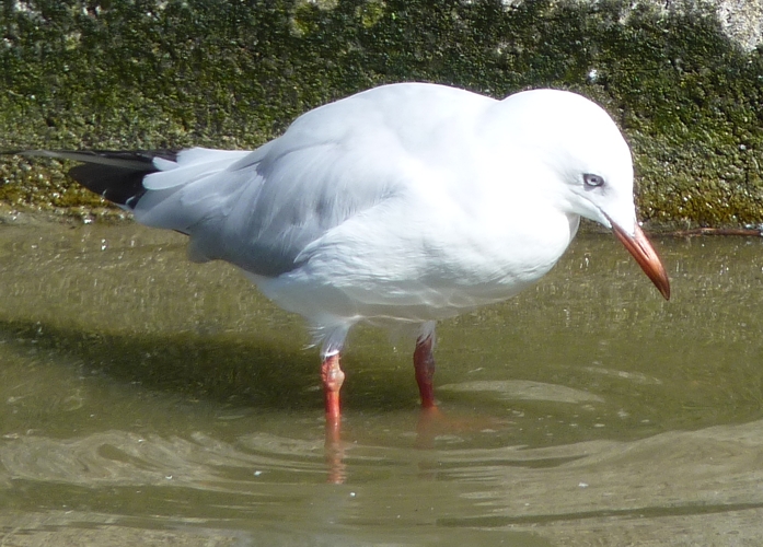 Slender-billed gull (Larus genei)