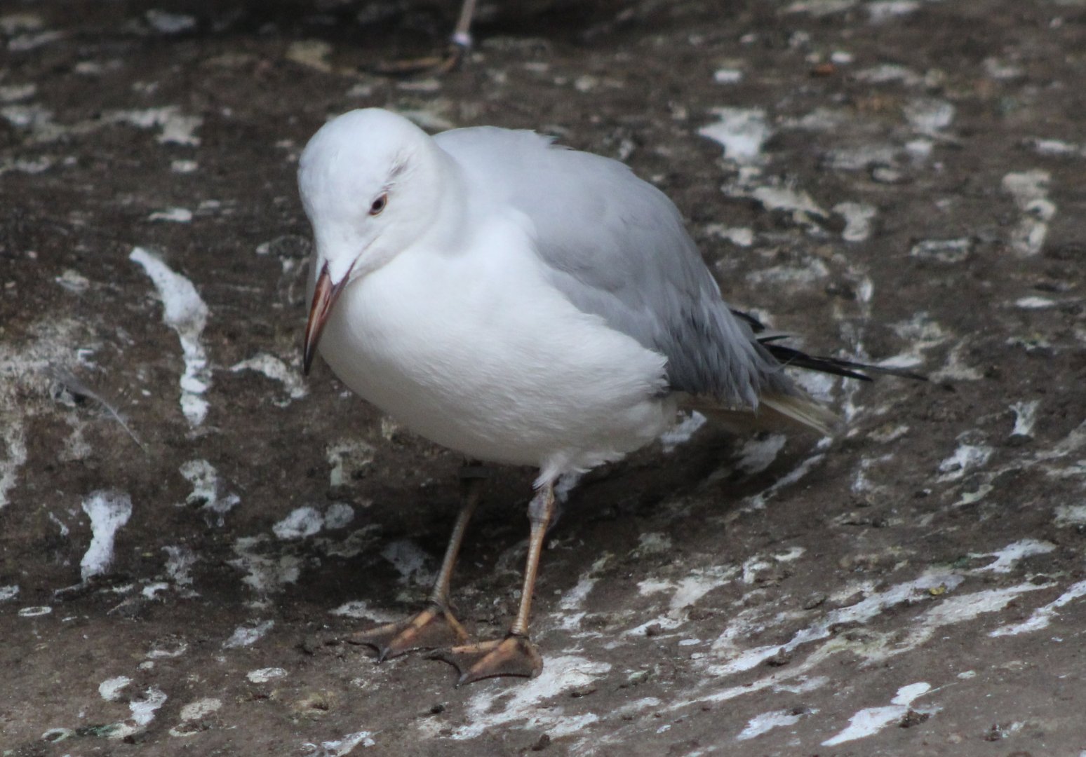 Slender-billed gull
