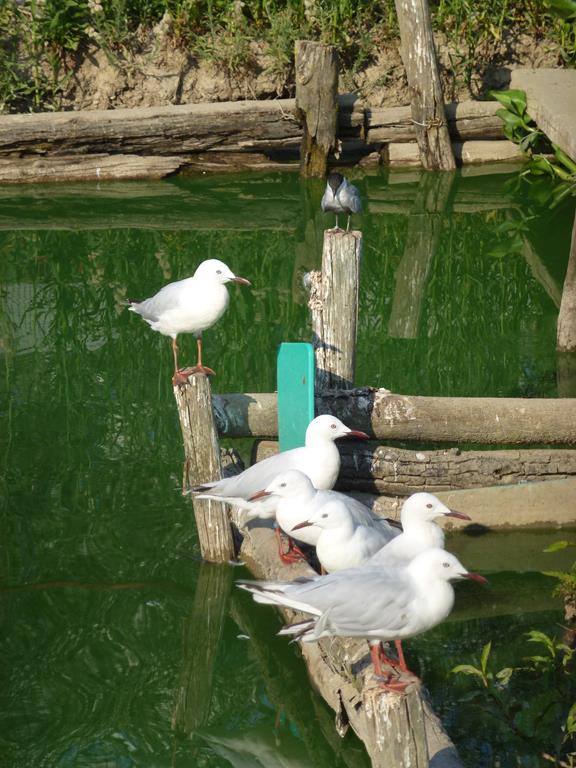 Slender-billed gulls, July 2013.