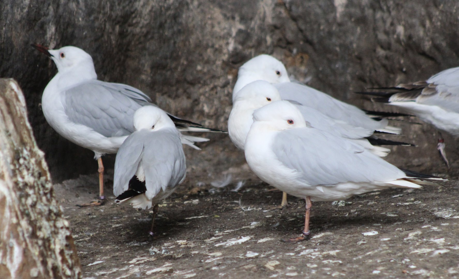 Slender-billed gulls