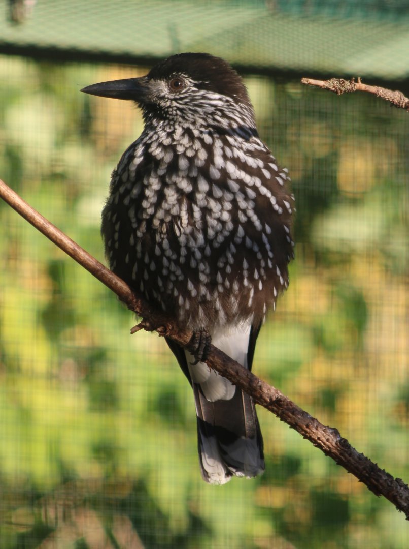 Slender-billed nutcracker