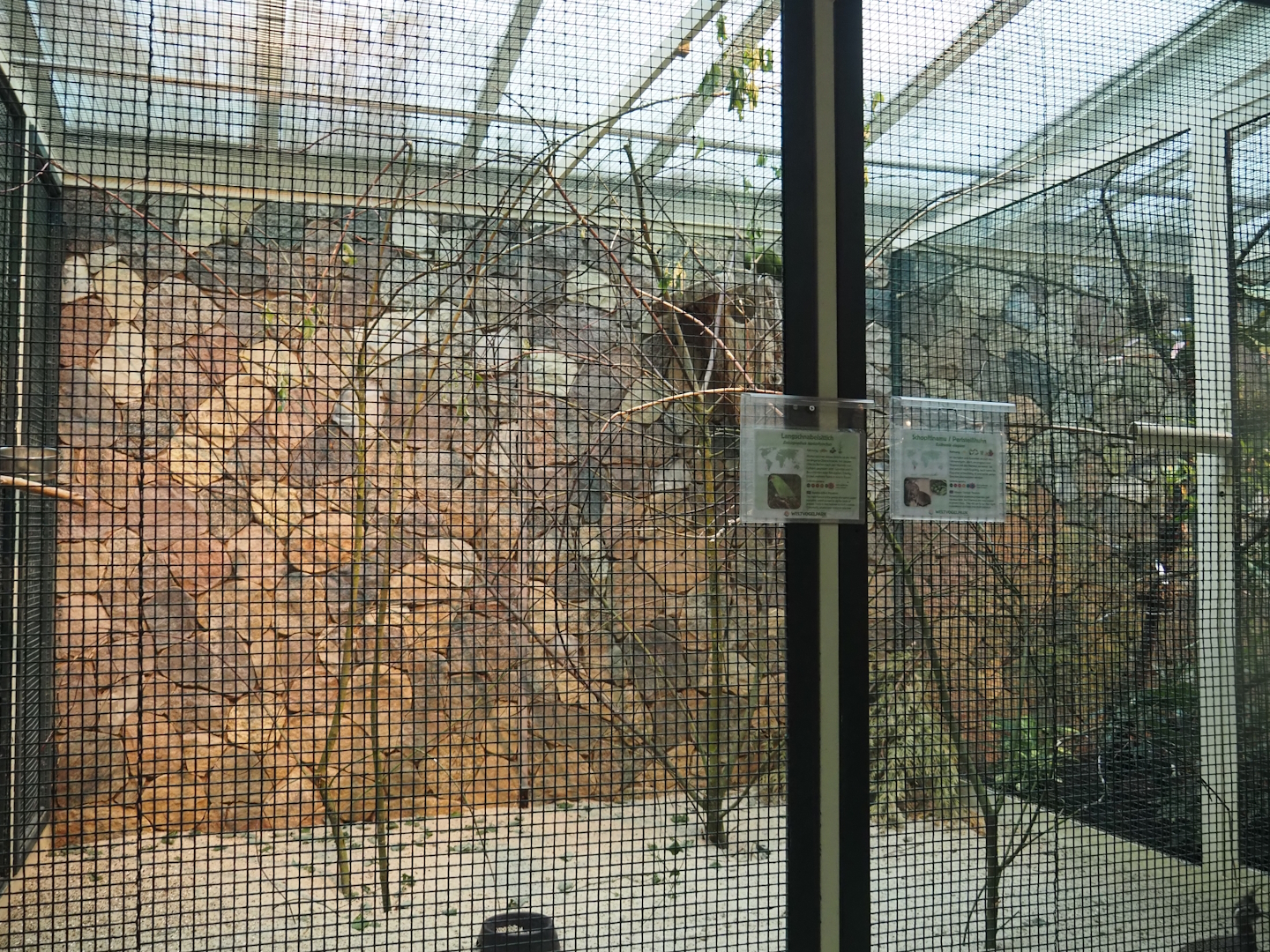 Slender-billed parakeet and Elegant-crested tinamou aviary, 2024-05-22