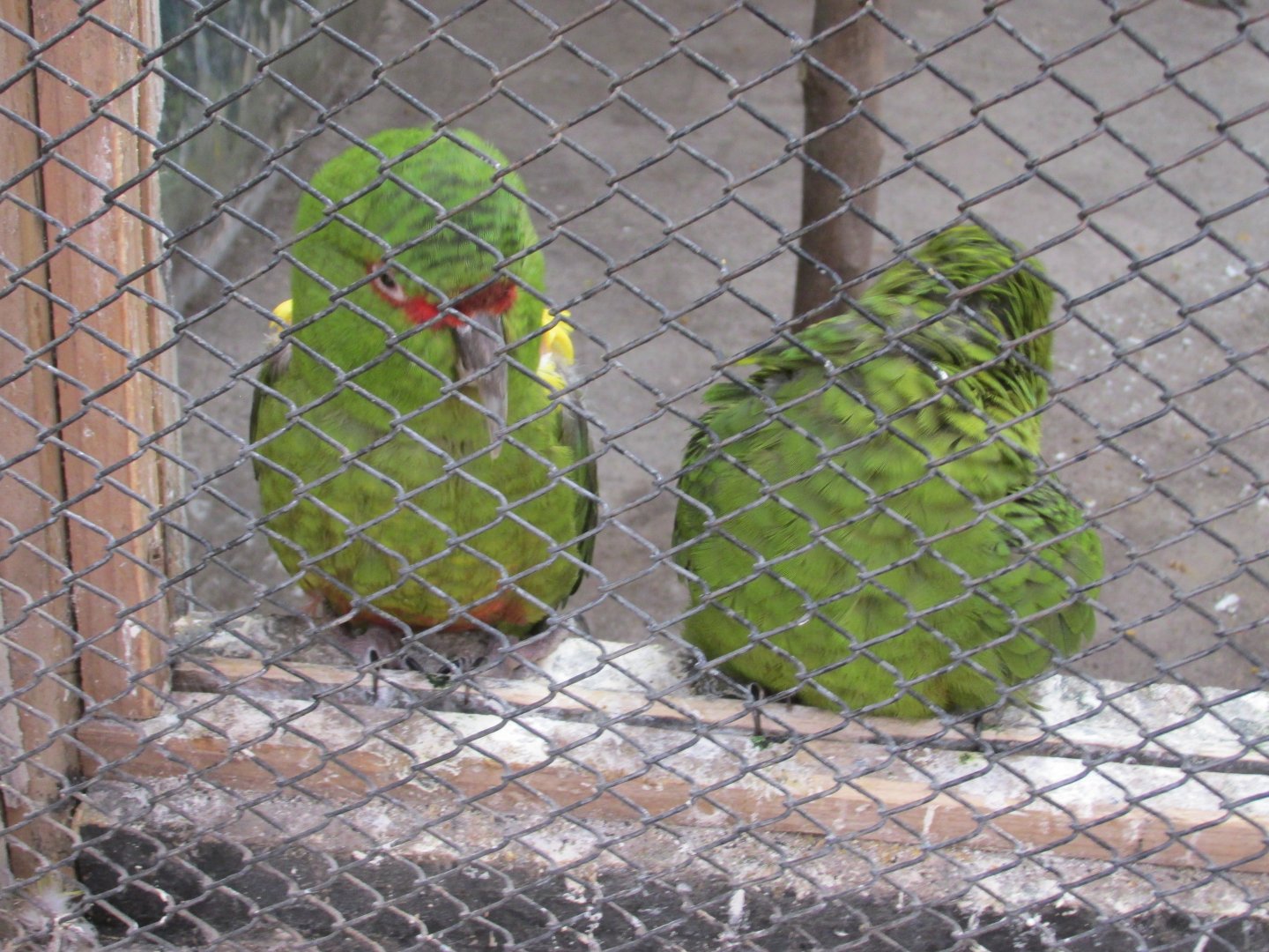 slender billed parakeet buin zoo