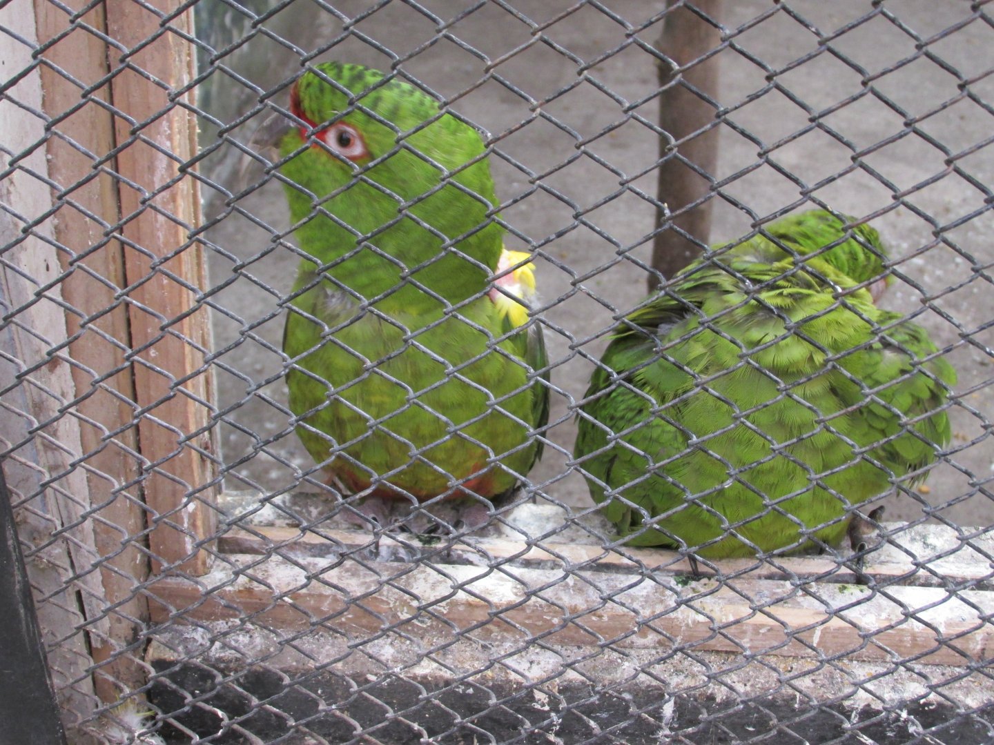 slender billed parakeet buin zoo