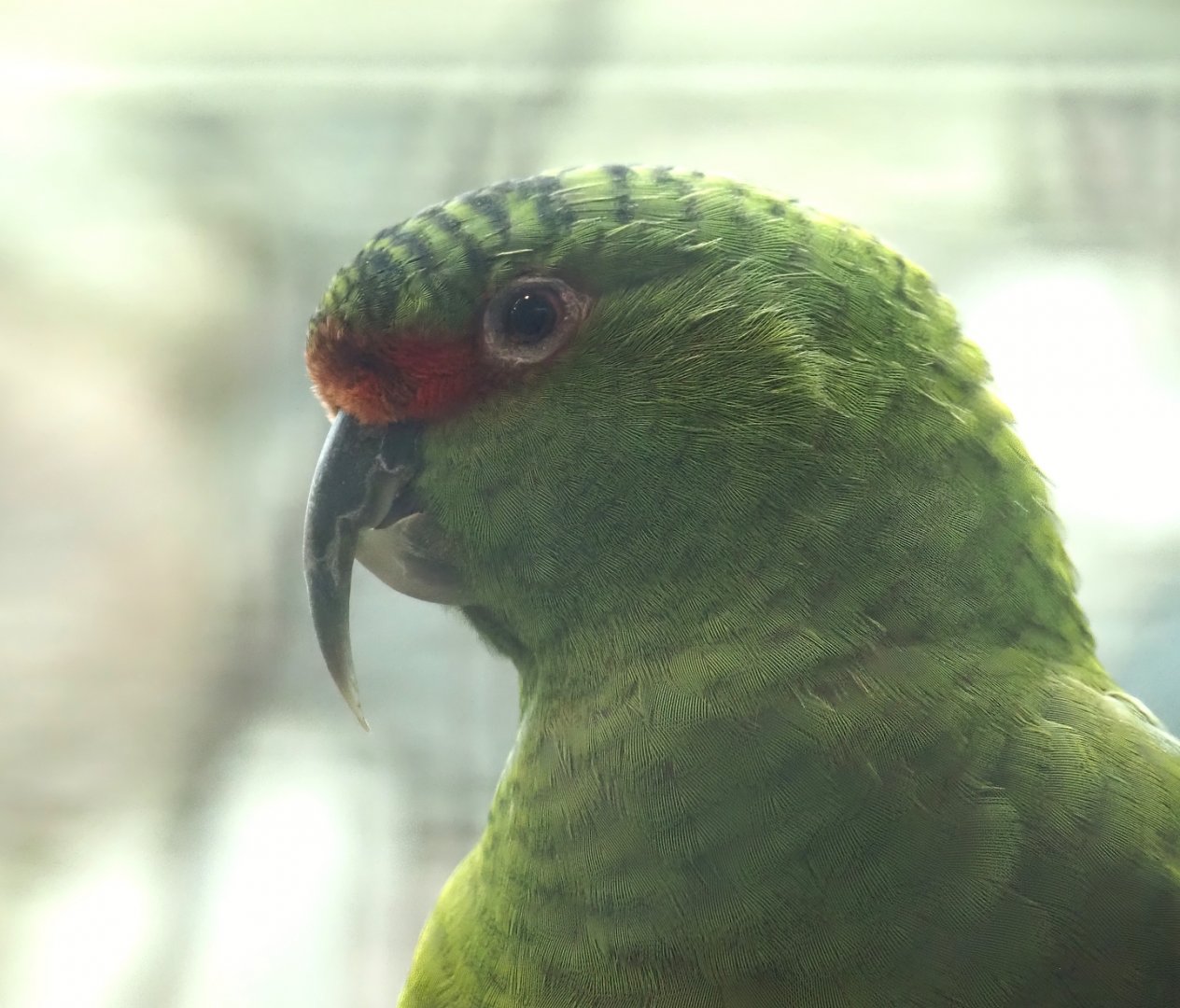 Slender-billed parakeet (Enicognathus leptorhynchus), 2024-05-22
