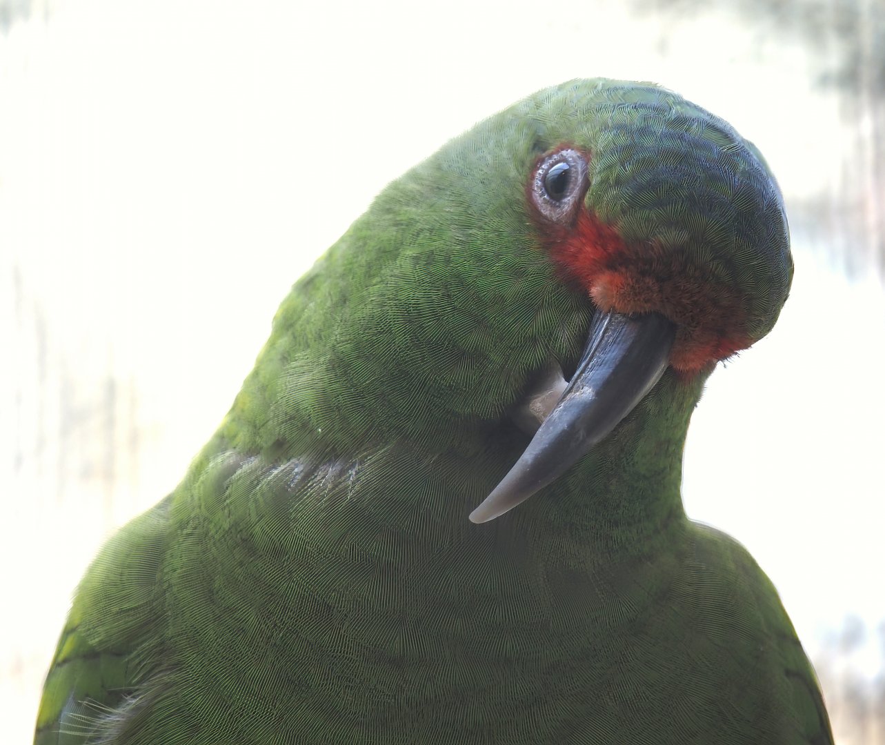 Slender-billed parakeet (Enicognathus leptorhynchus), 2024-05-23