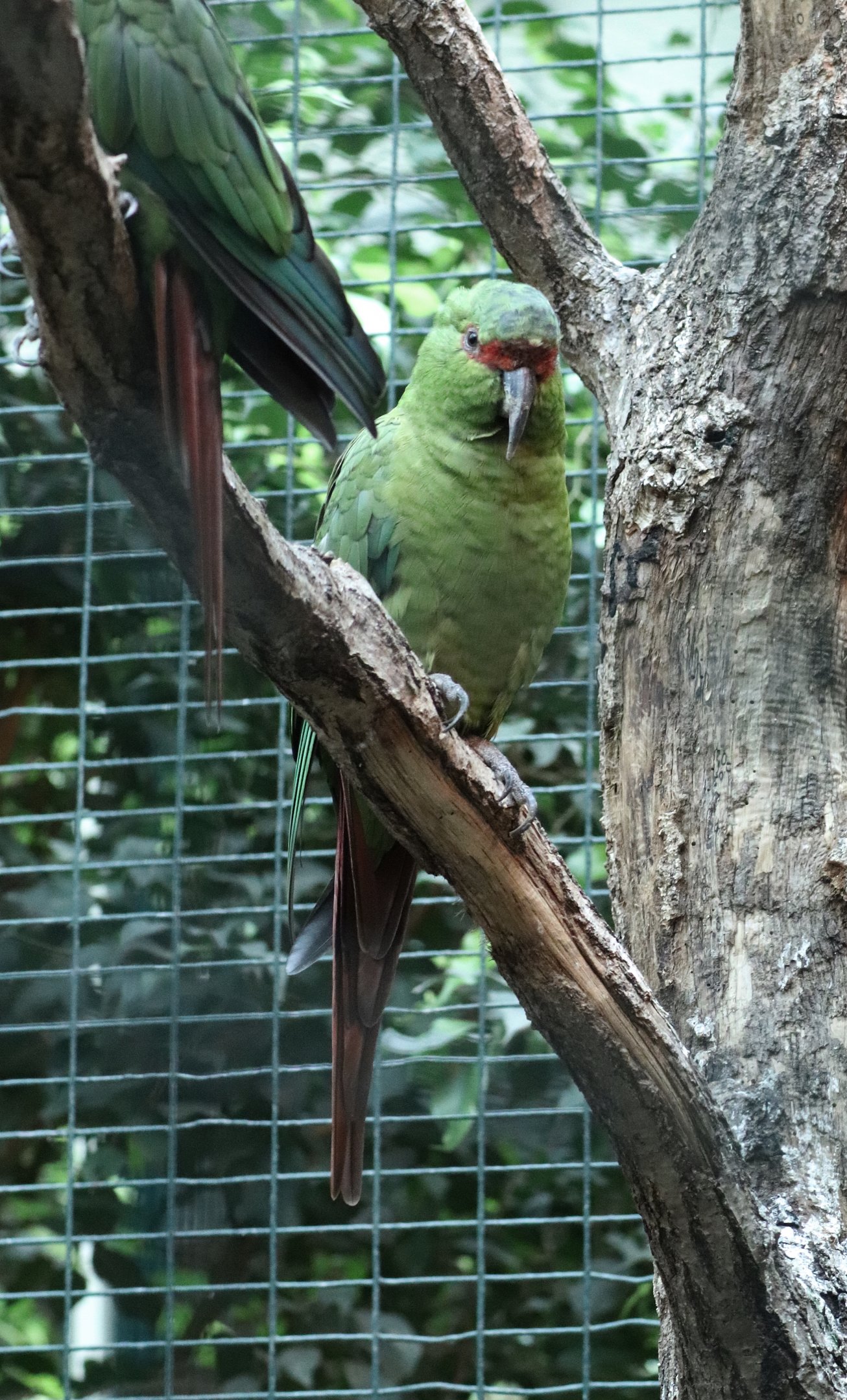 Slender-billed parakeet (Enicognathus leptorhynchus)