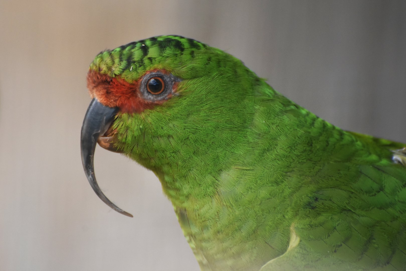 Slender-billed Parakeet Enicognathus leptorhynchus