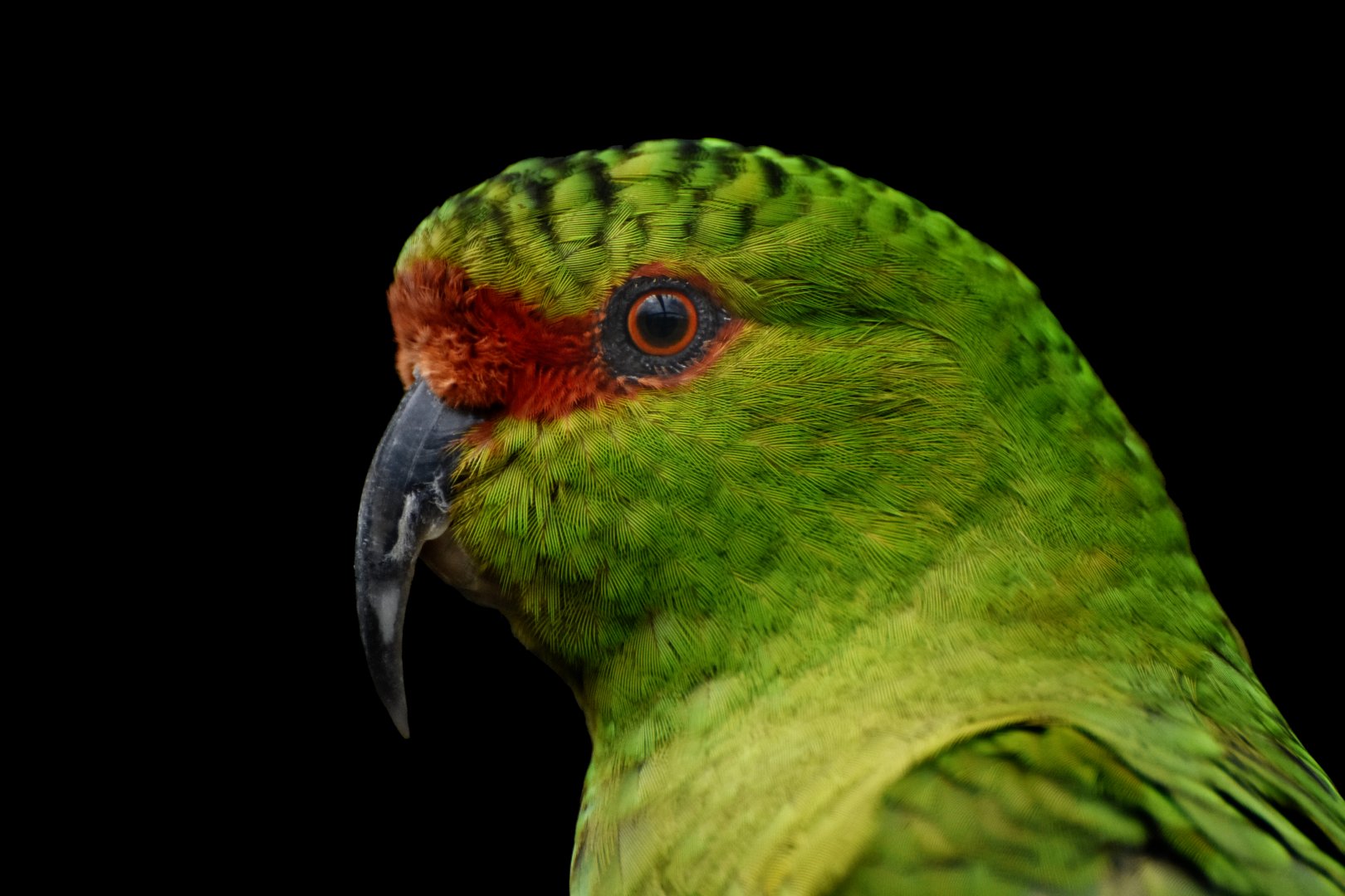 Slender-billed Parakeet Enicognathus leptorhynchus