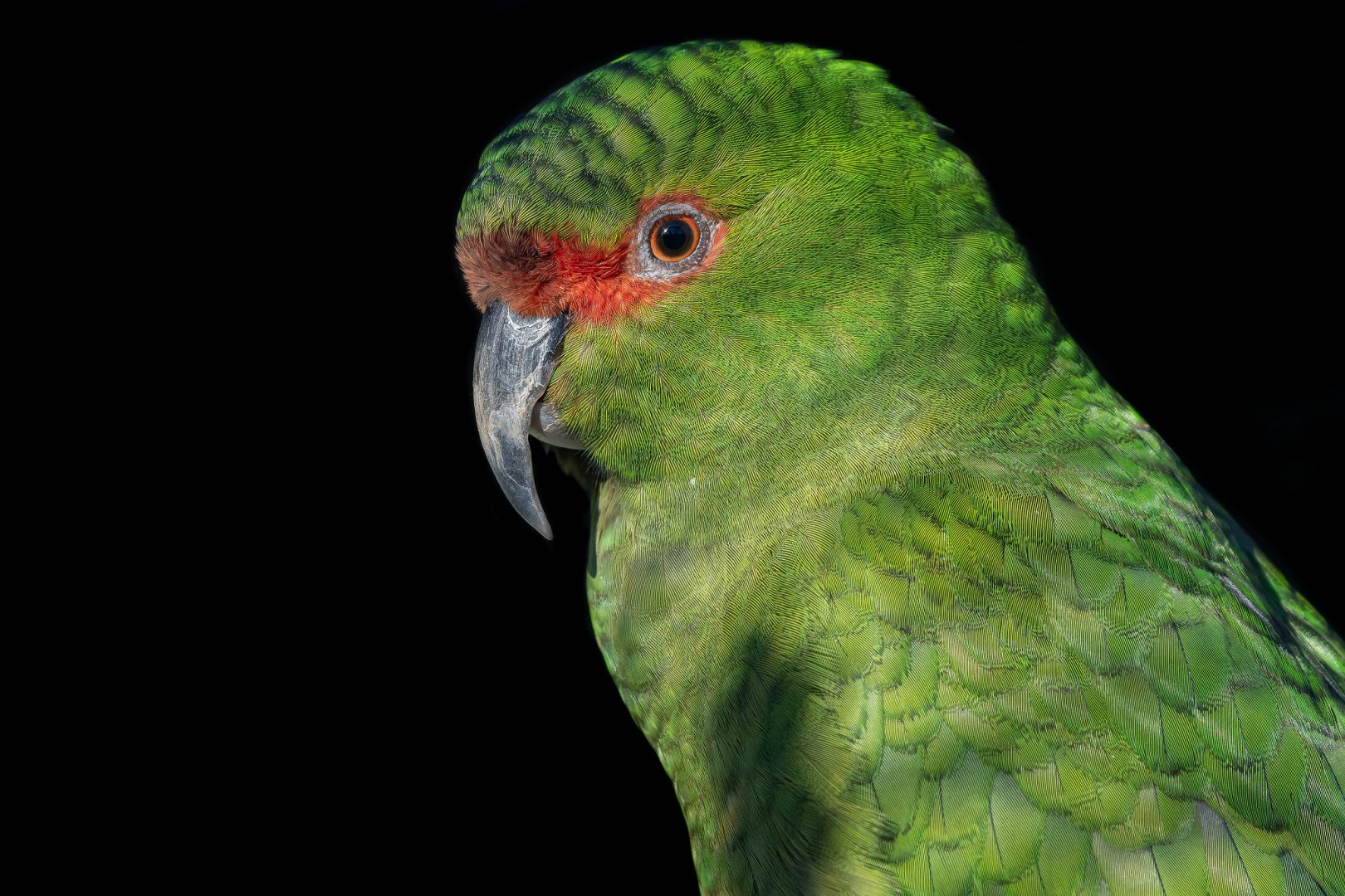 Slender-billed parakeet (Enicognathus leptorhynchus)