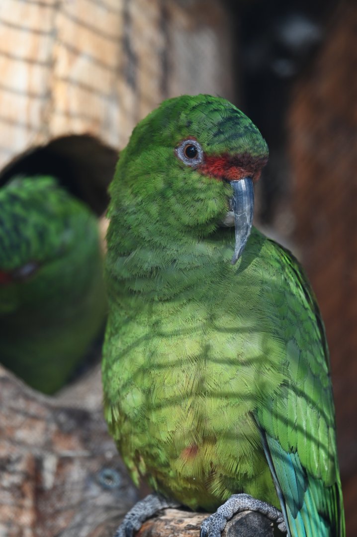 Slender-billed parakeet  Enicognathus leptorhynchus