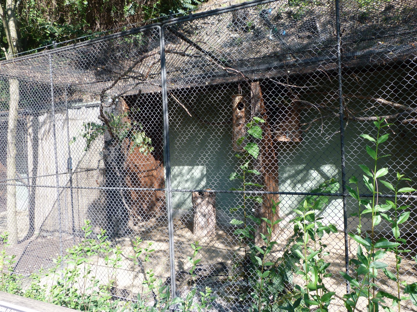 Slender-billed parakeet exhibit -Zoo Praha (2025)