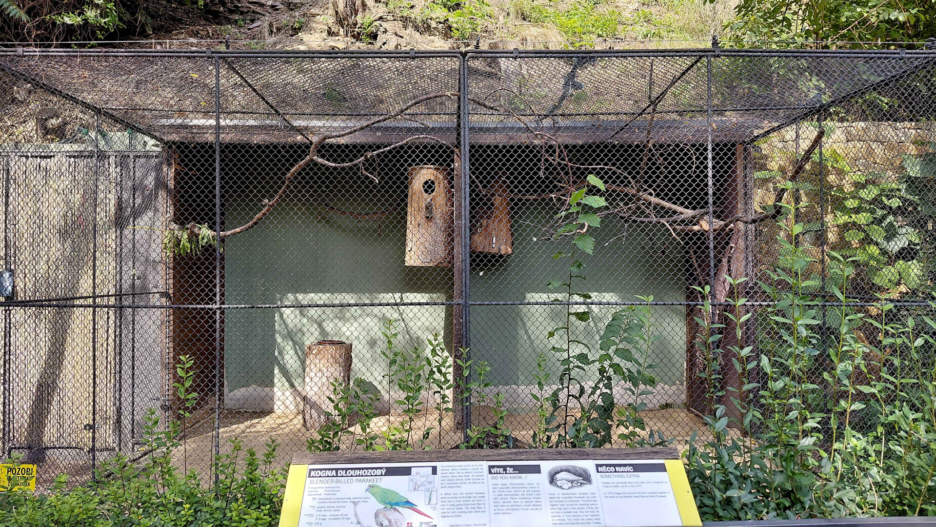 Slender-billed parakeet exhibit
