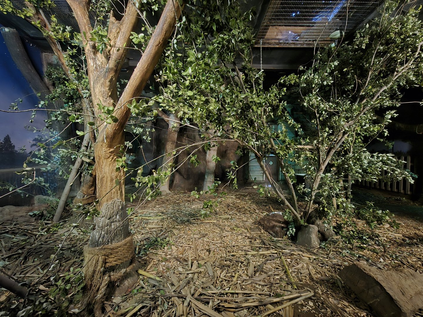 Slender-billed parakeet exhibit