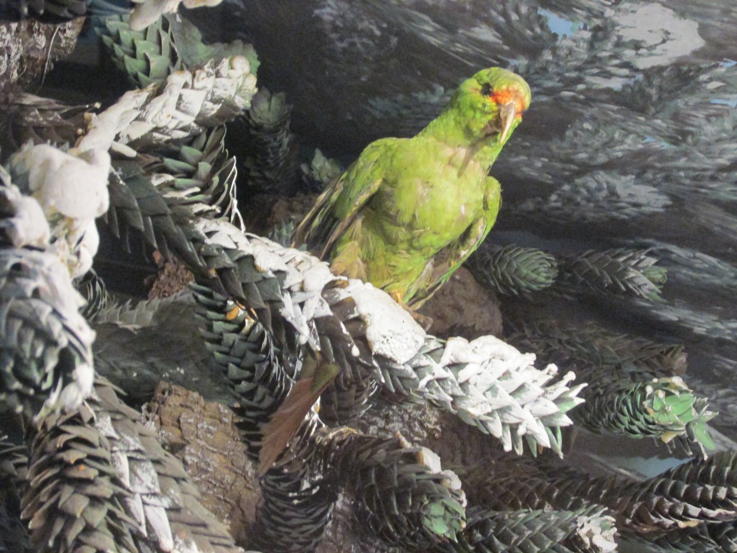 slender billed parakeet museo de historia natural santiago chile