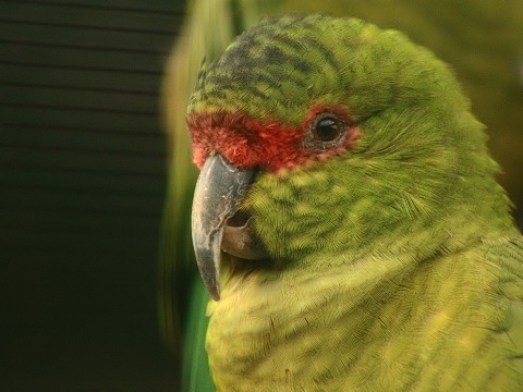 Slender-billed Parakeet