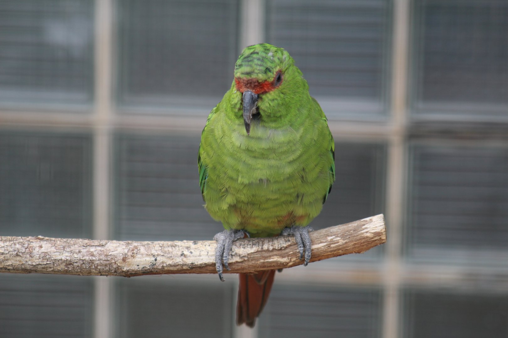 Slender-Billed Parakeet