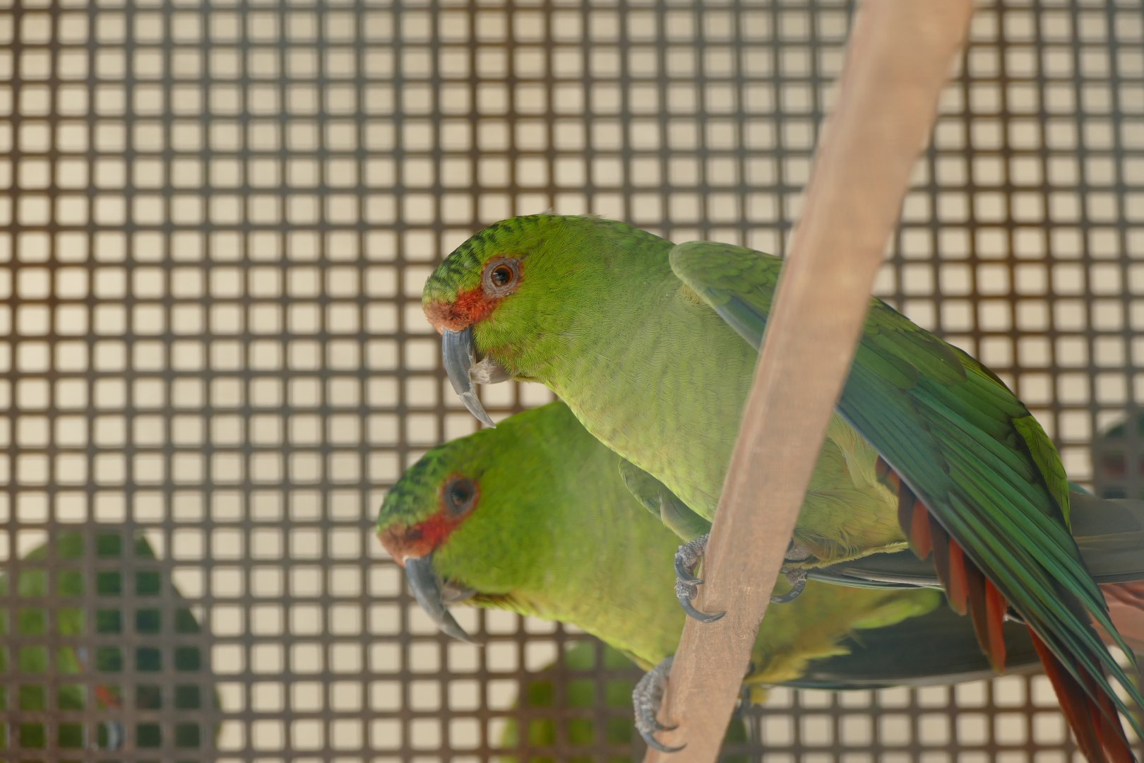 Slender-billed parakeet