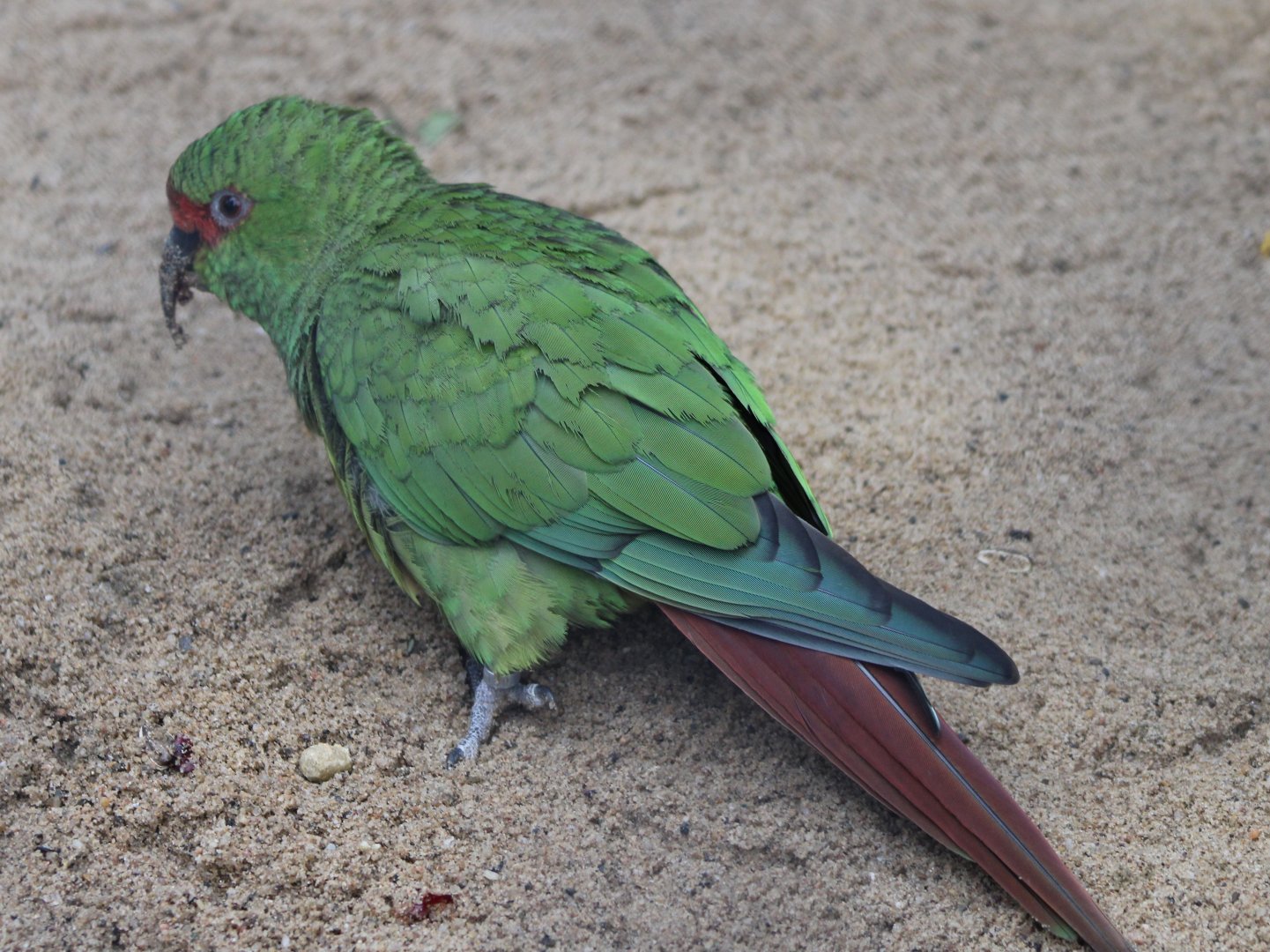 Slender-billed parakeet