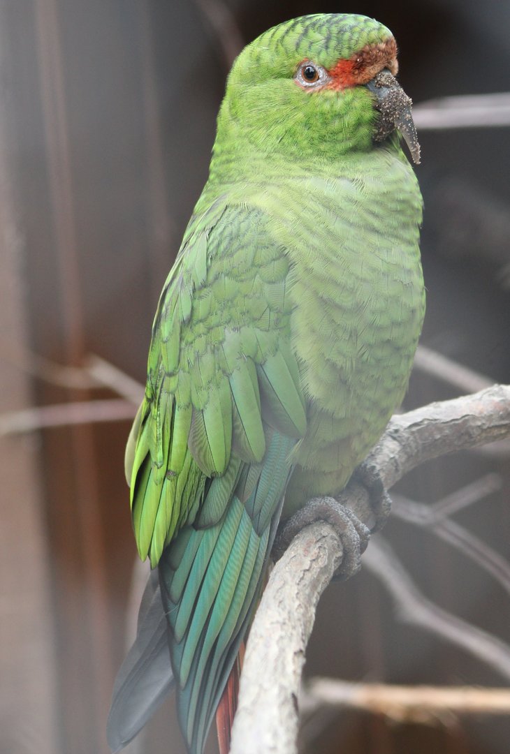 Slender-billed parakeet