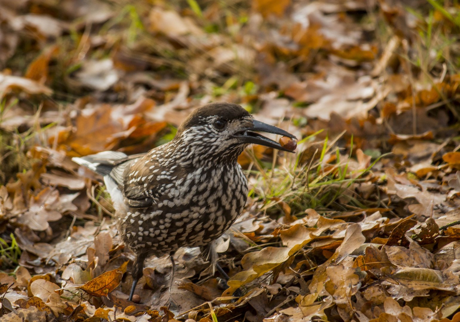 Slender-billed spotted nutcracker, Nucifraga caryocatactes macrorhynchos