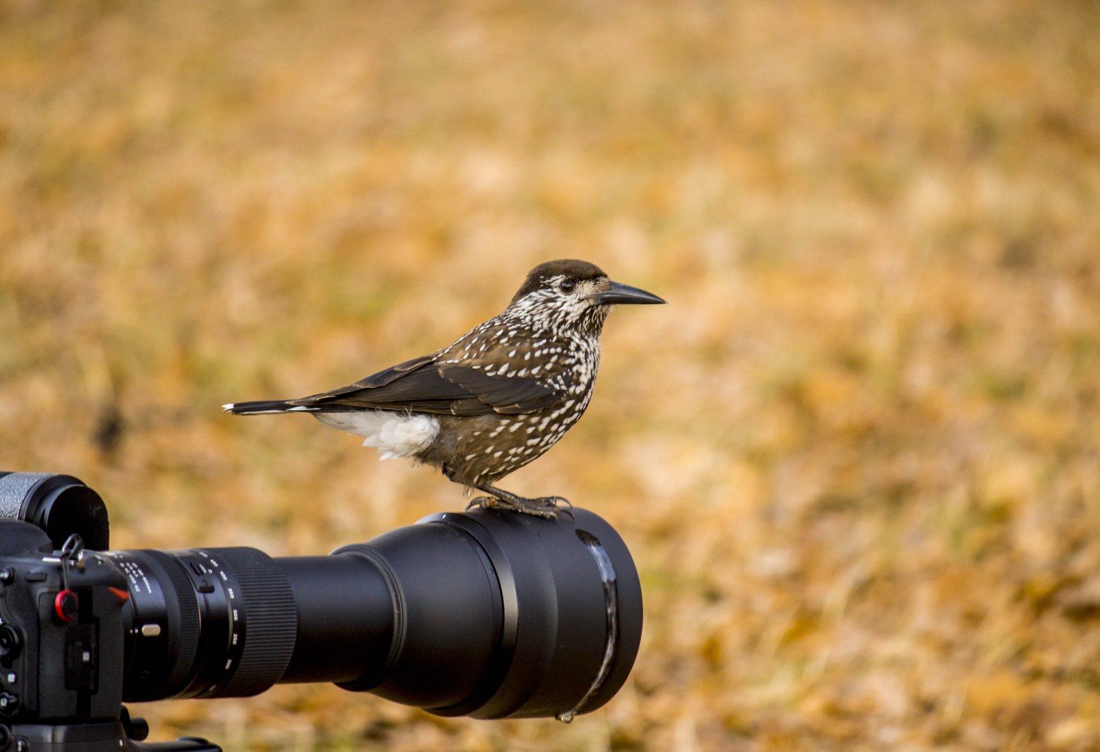 Slender-billed spotted nutcracker, Nucifraga caryocatactes macrorhynchos