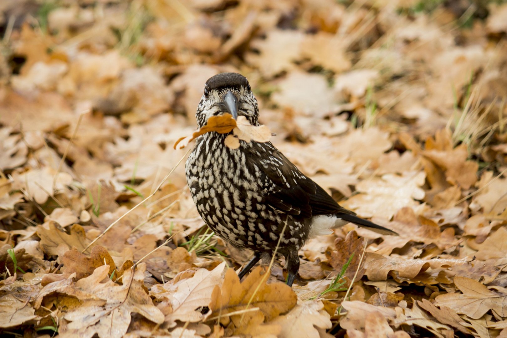 Slender-billed spotted nutcracker, Nucifraga caryocatactes macrorhynchos