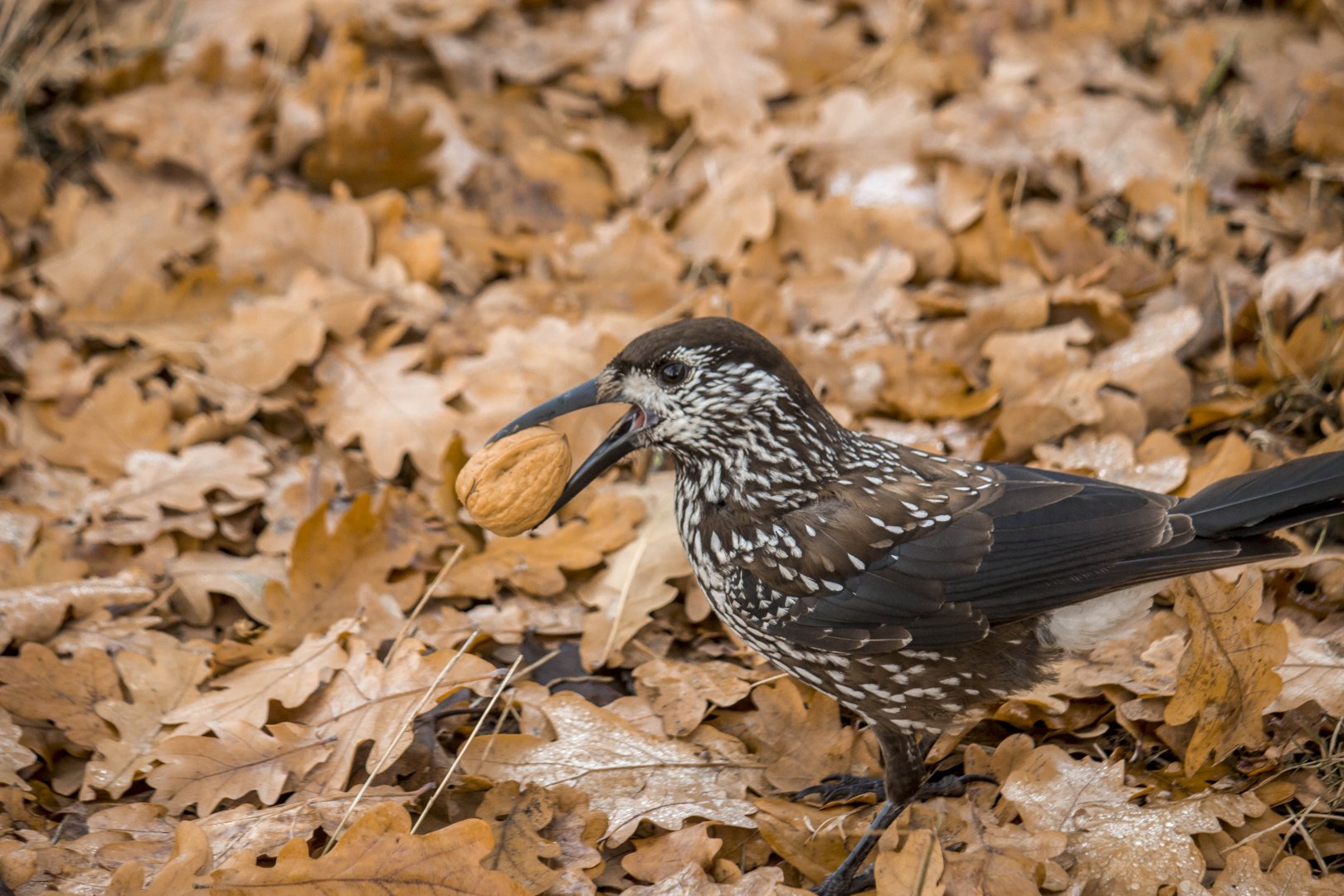Slender-billed spotted nutcracker, Nucifraga caryocatactes macrorhynchos