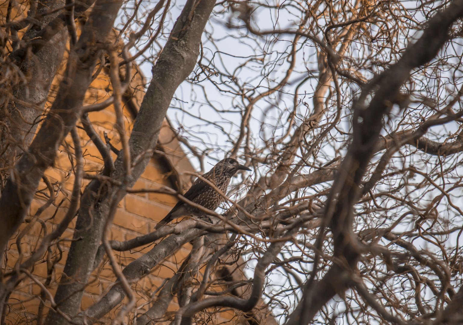 Slender-billed spotted nutcracker, Nucifraga caryocatactes macrorhynchos