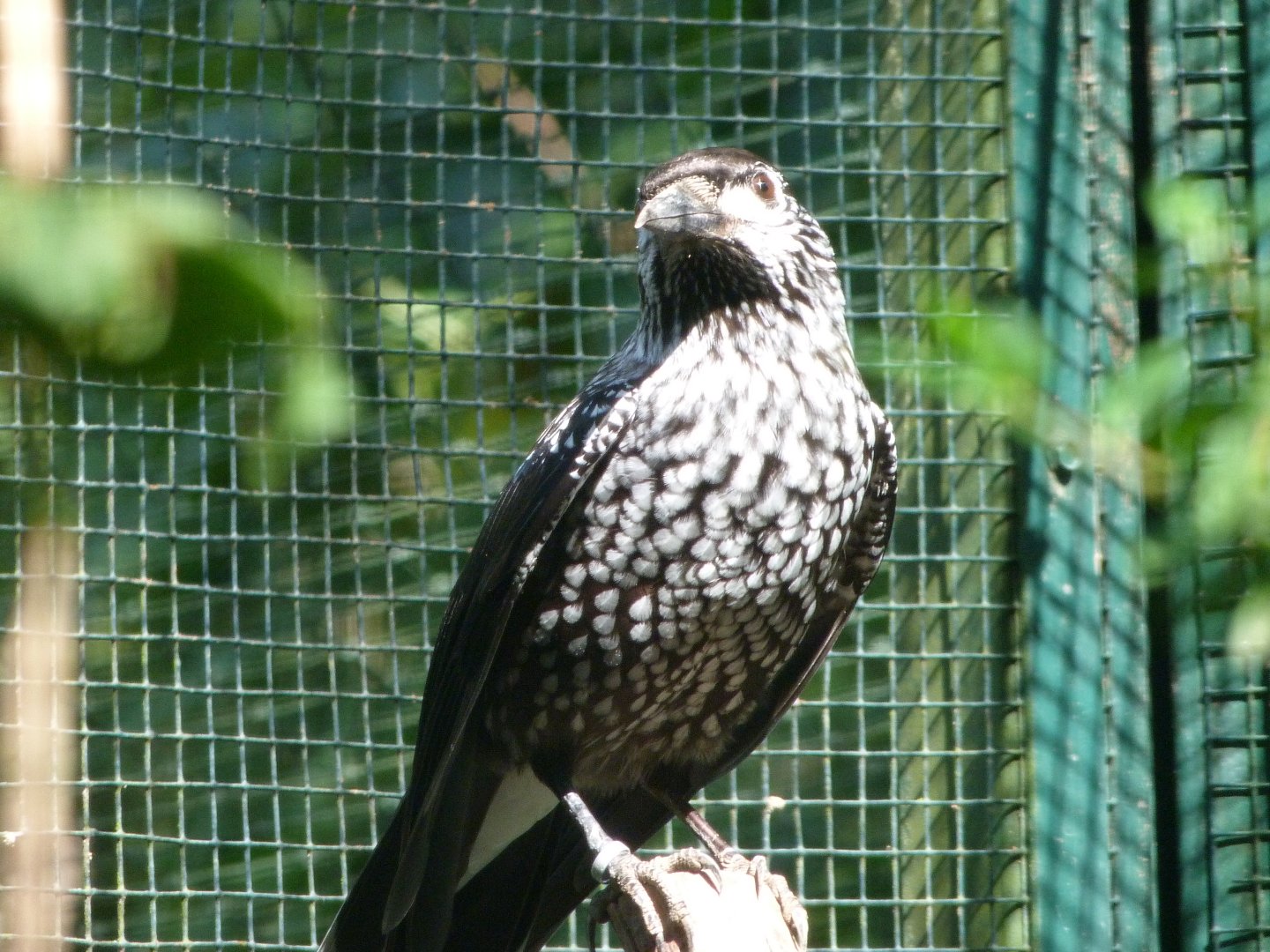 Slender-billed spotted nutcracker -Zoo Plzeň (2025)