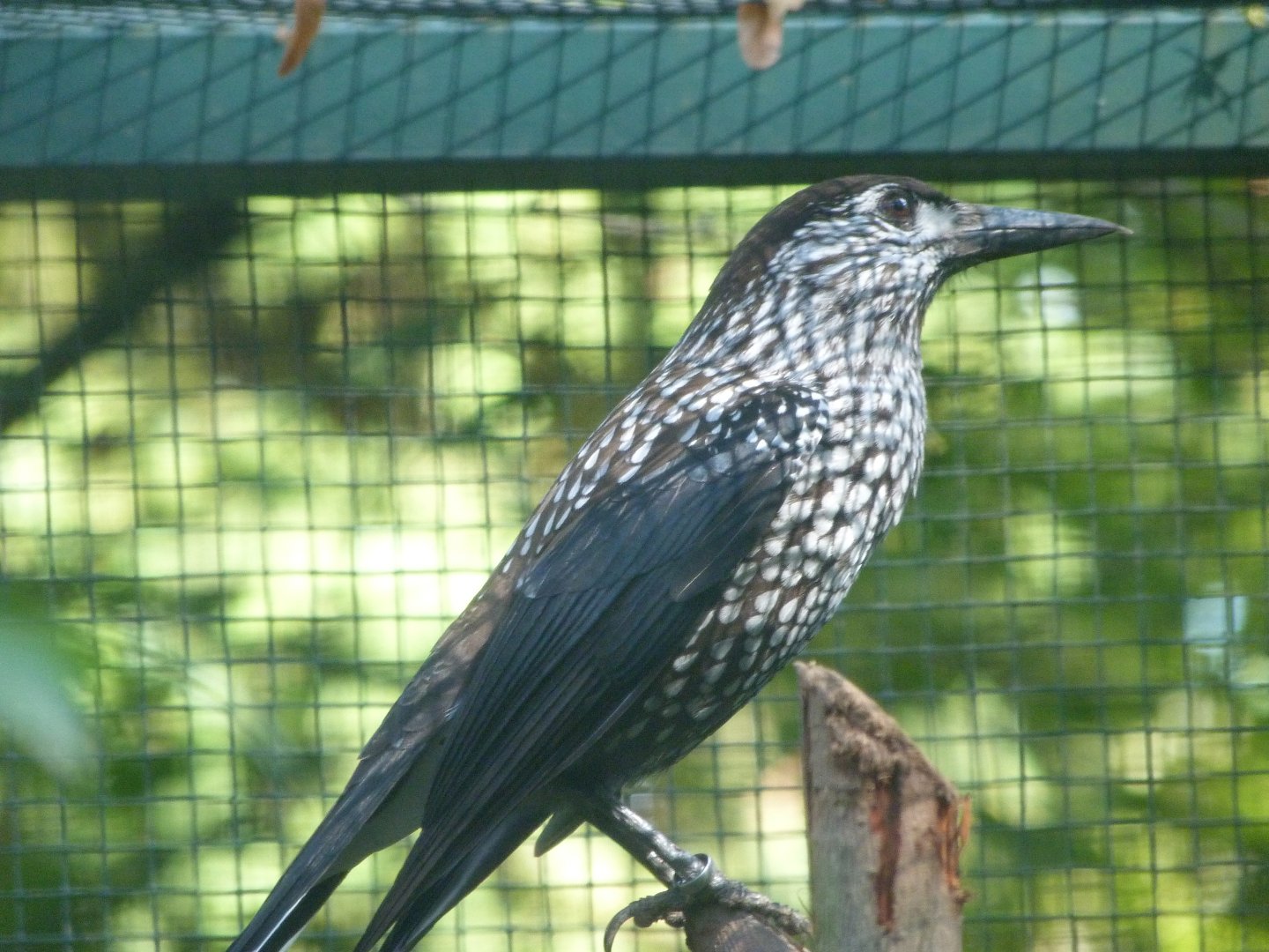 Slender-billed spotted nutcracker -Zoo Plzeň (2025)