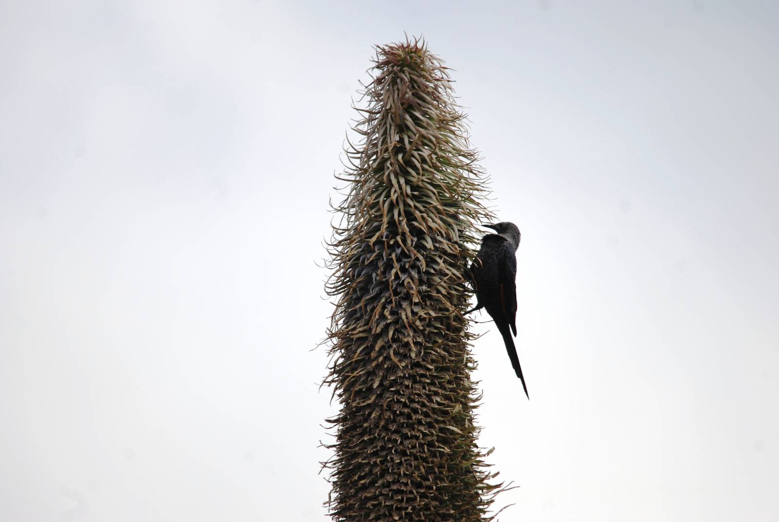 Slender-billed Starling in Bale Mountains NP, 15/10/14
