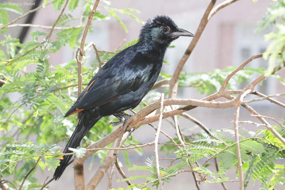 Slender-billed Starling (Onychognathus tenuirostris)