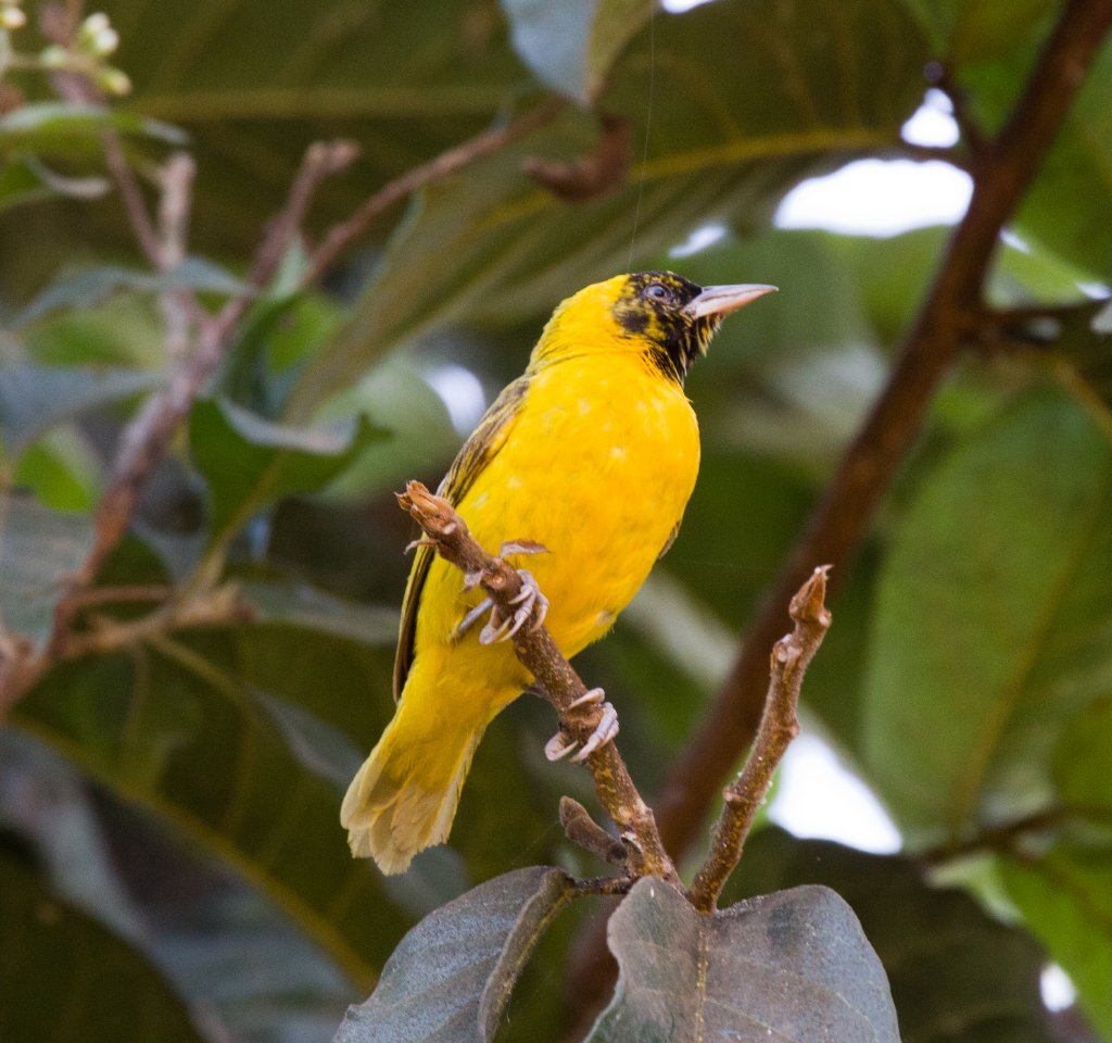 Slender-billed Weaver - wild bird