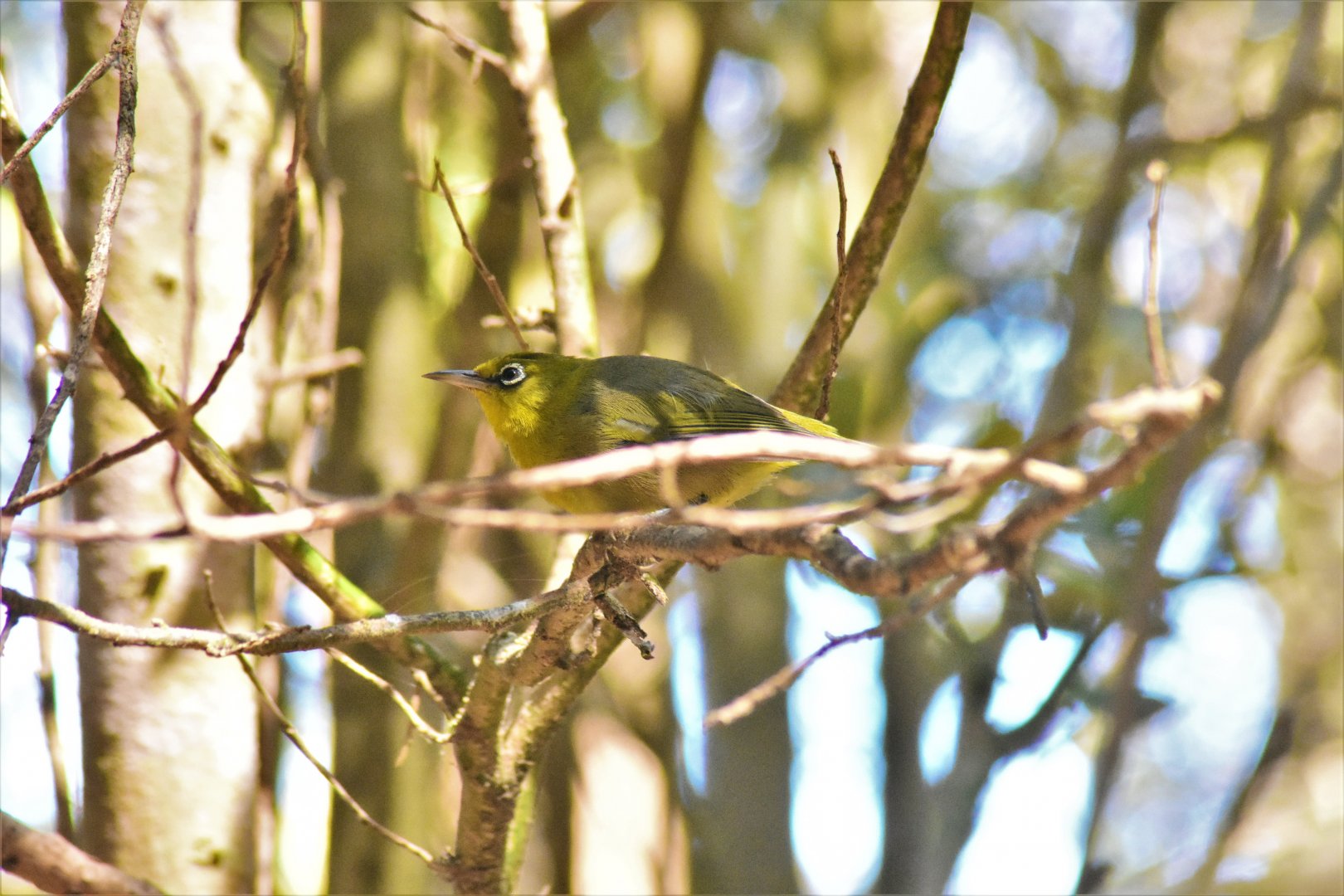 Slender-billed White-eye, Zosterops tenuirostris