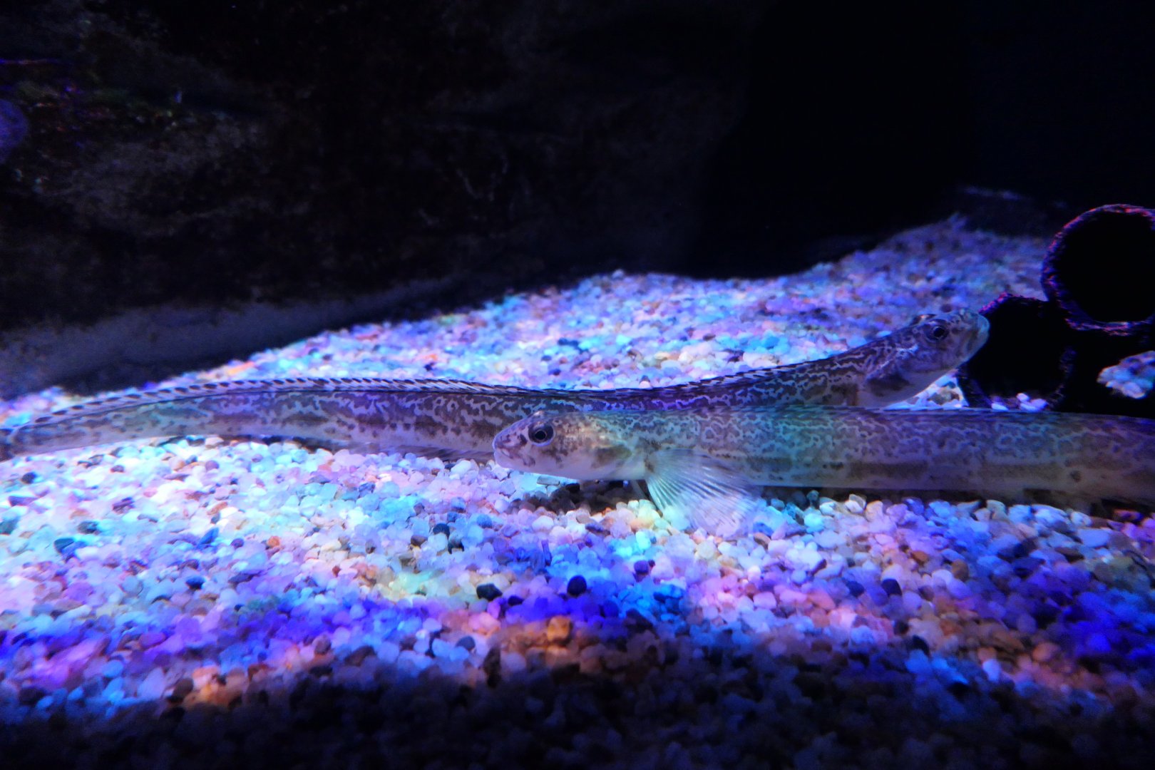 Slender Eelblenny (Lumpenus fabricii)