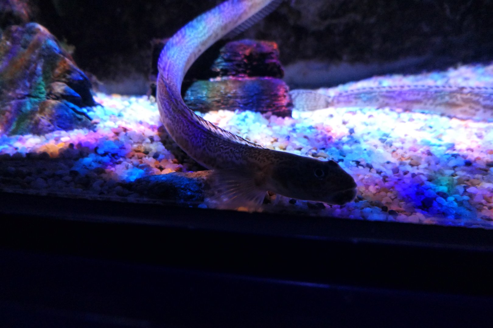 Slender Eelblenny (Lumpenus fabricii)