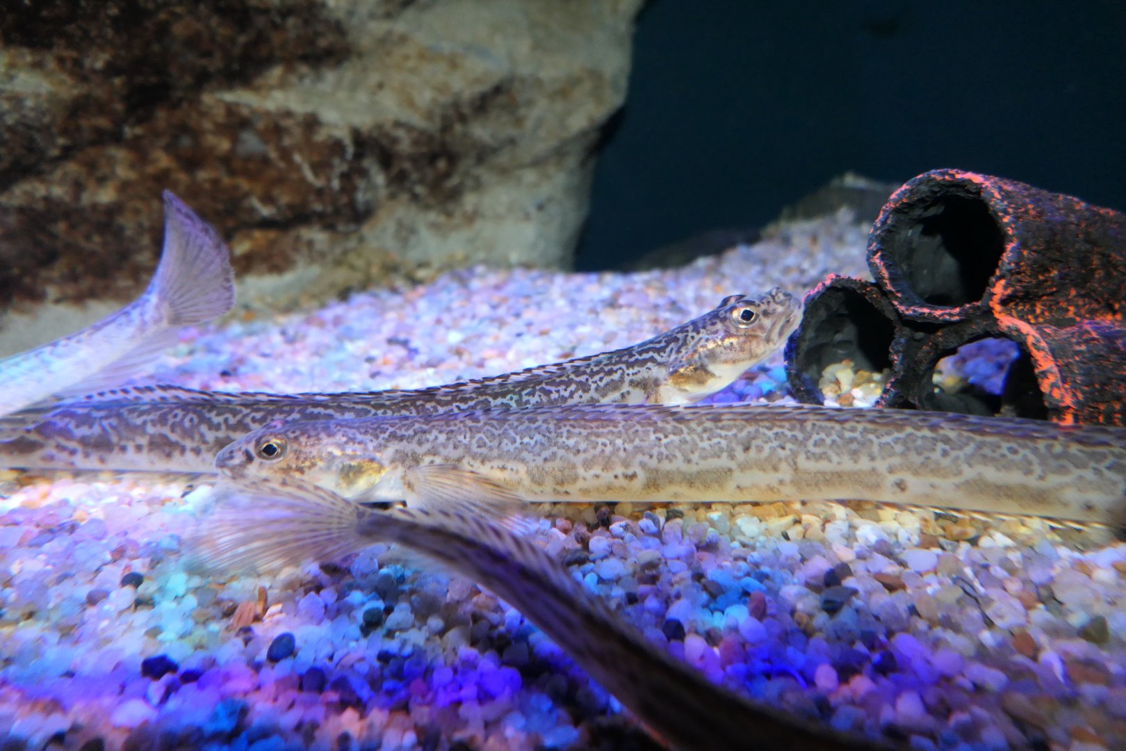 Slender Eelblenny (Lumpenus fabricii)