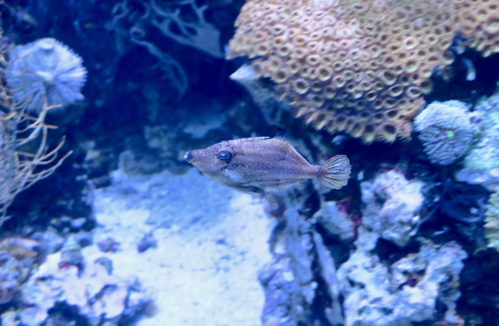 Slender Filefish (Monacanthus tuckeri)