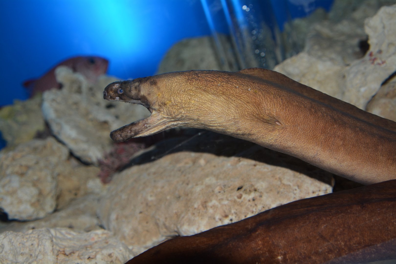 Slender giant moray (Strophidon sathete)