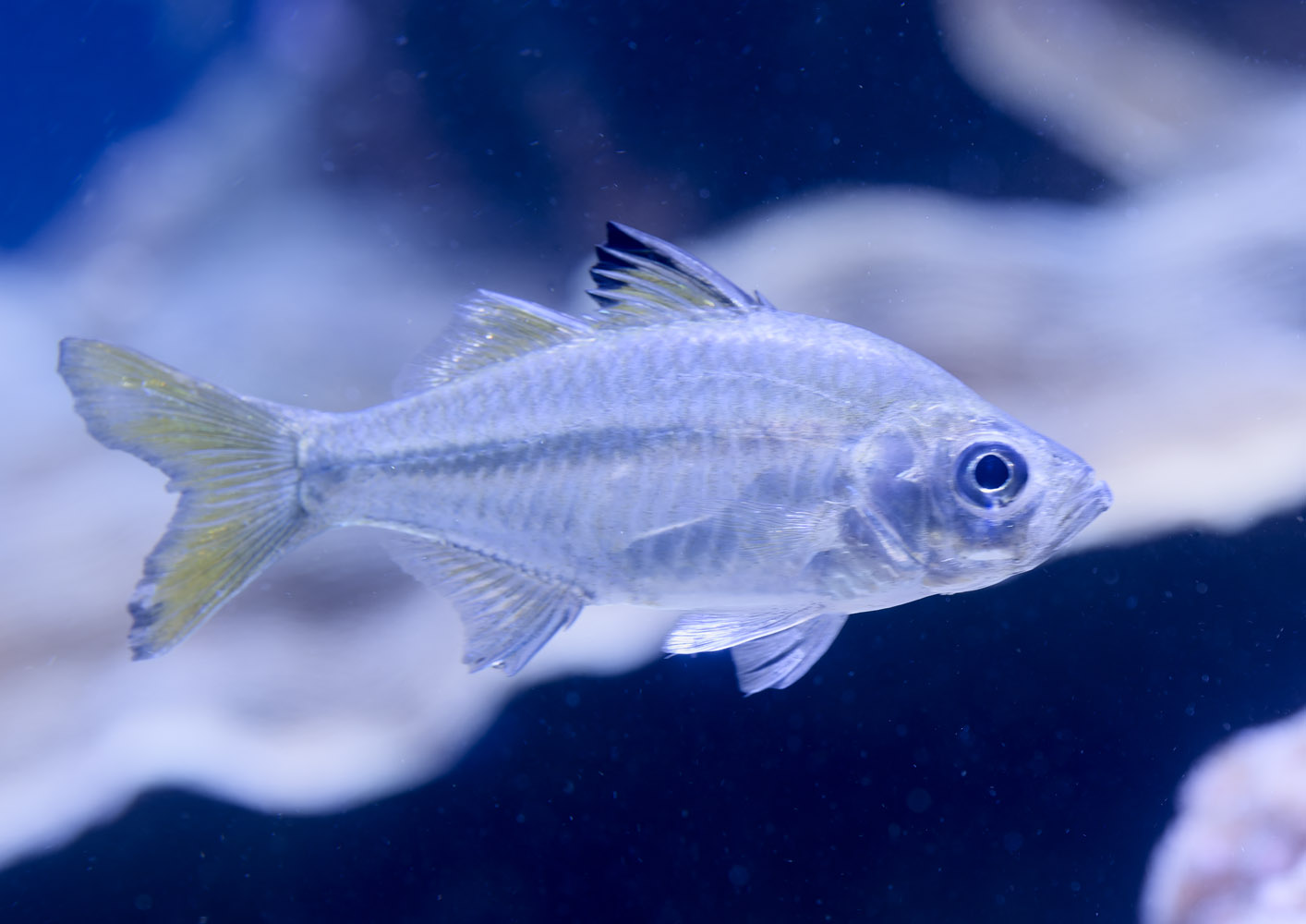 Slender glassy perchlet