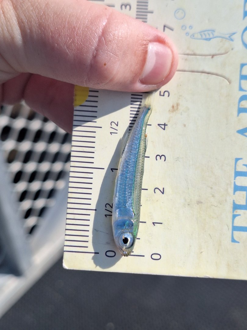Slender Hardyhead? (Atherinomorus lacunosus?)