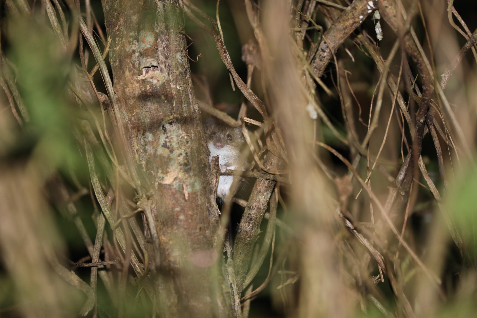 Slender Harvest Mouse (Reithrodontomys gracilis)