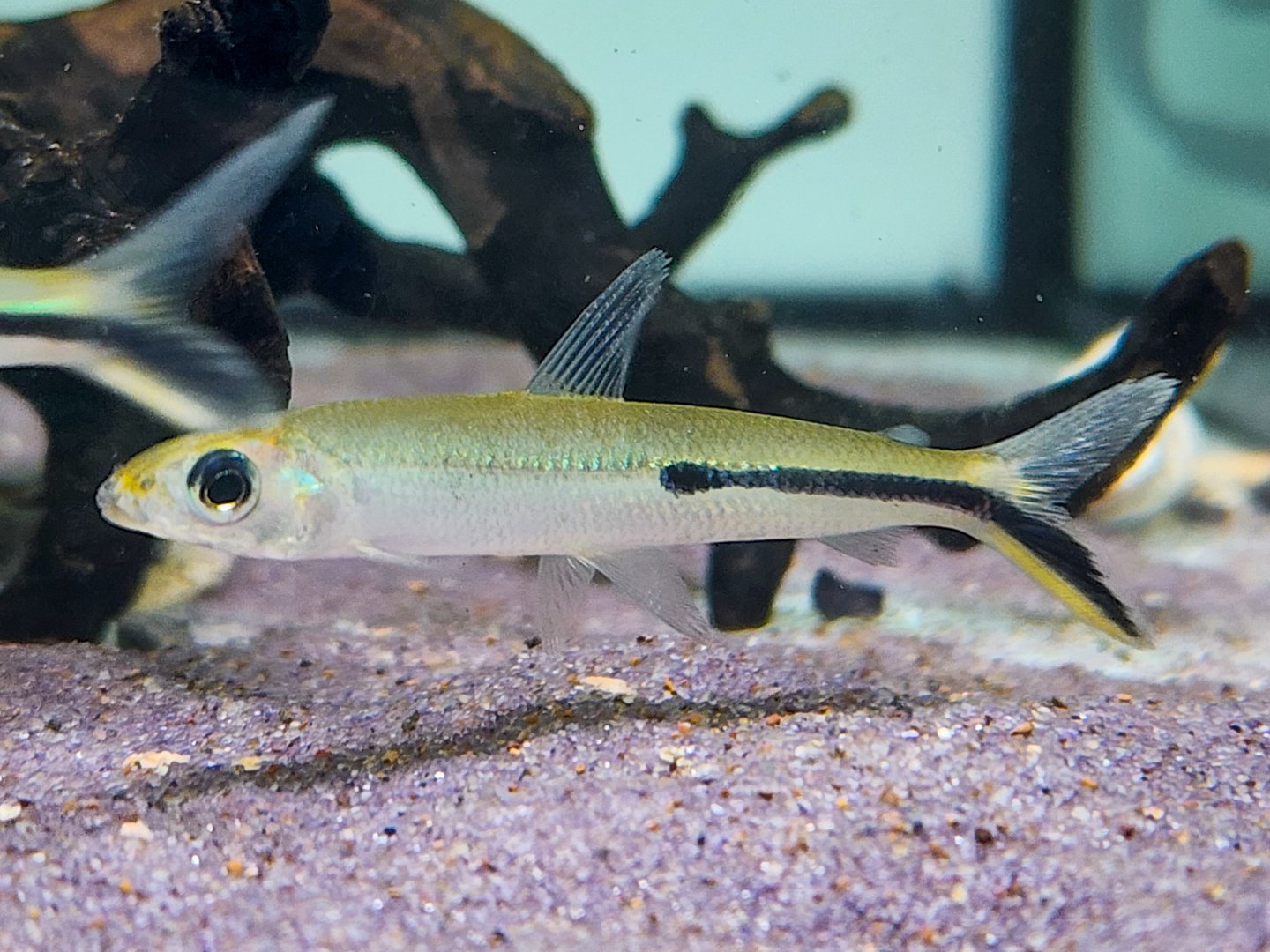 Slender Hemiodus (Hemiodus gracilis)