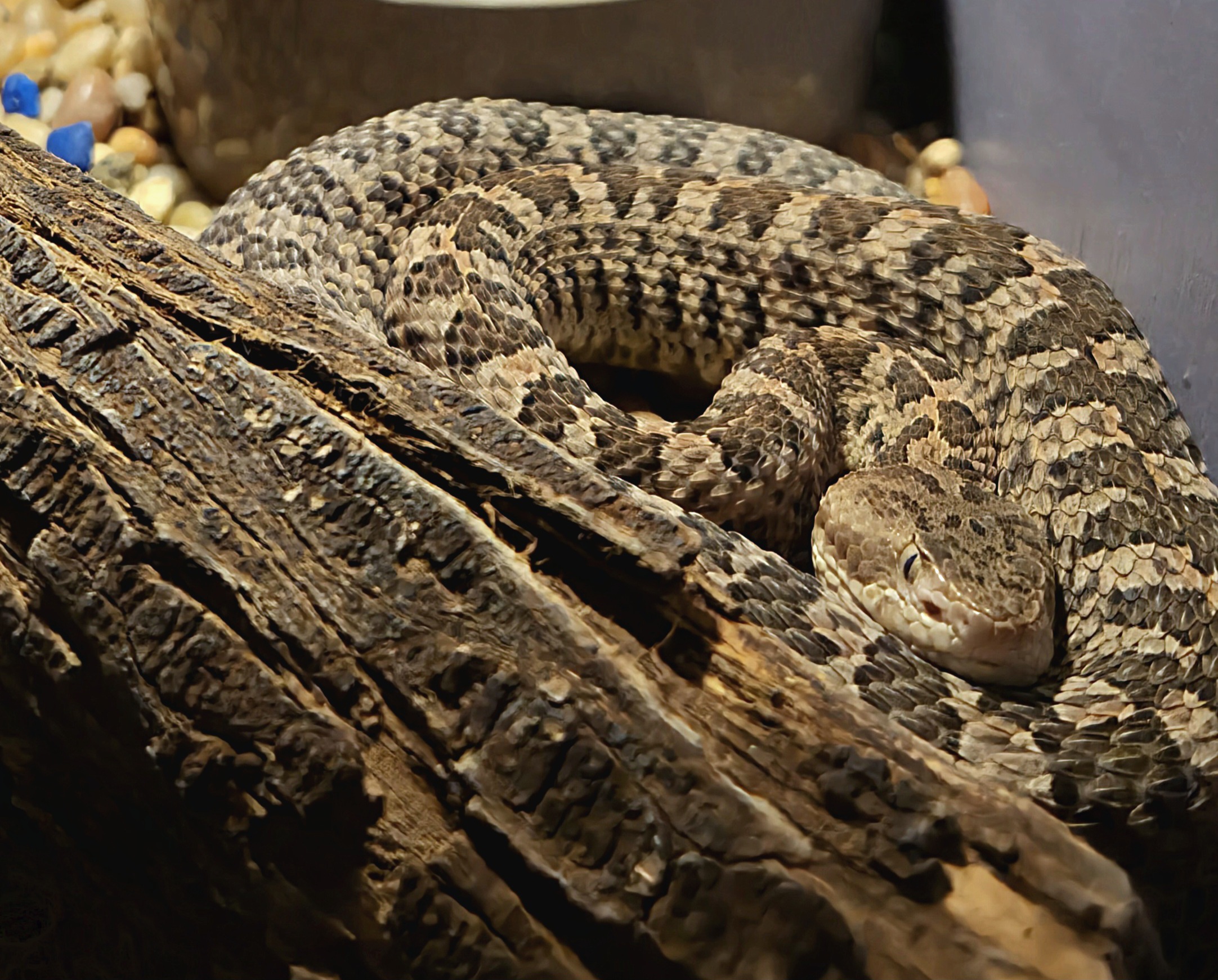 Slender Hognose Viper-Reptile Gardens