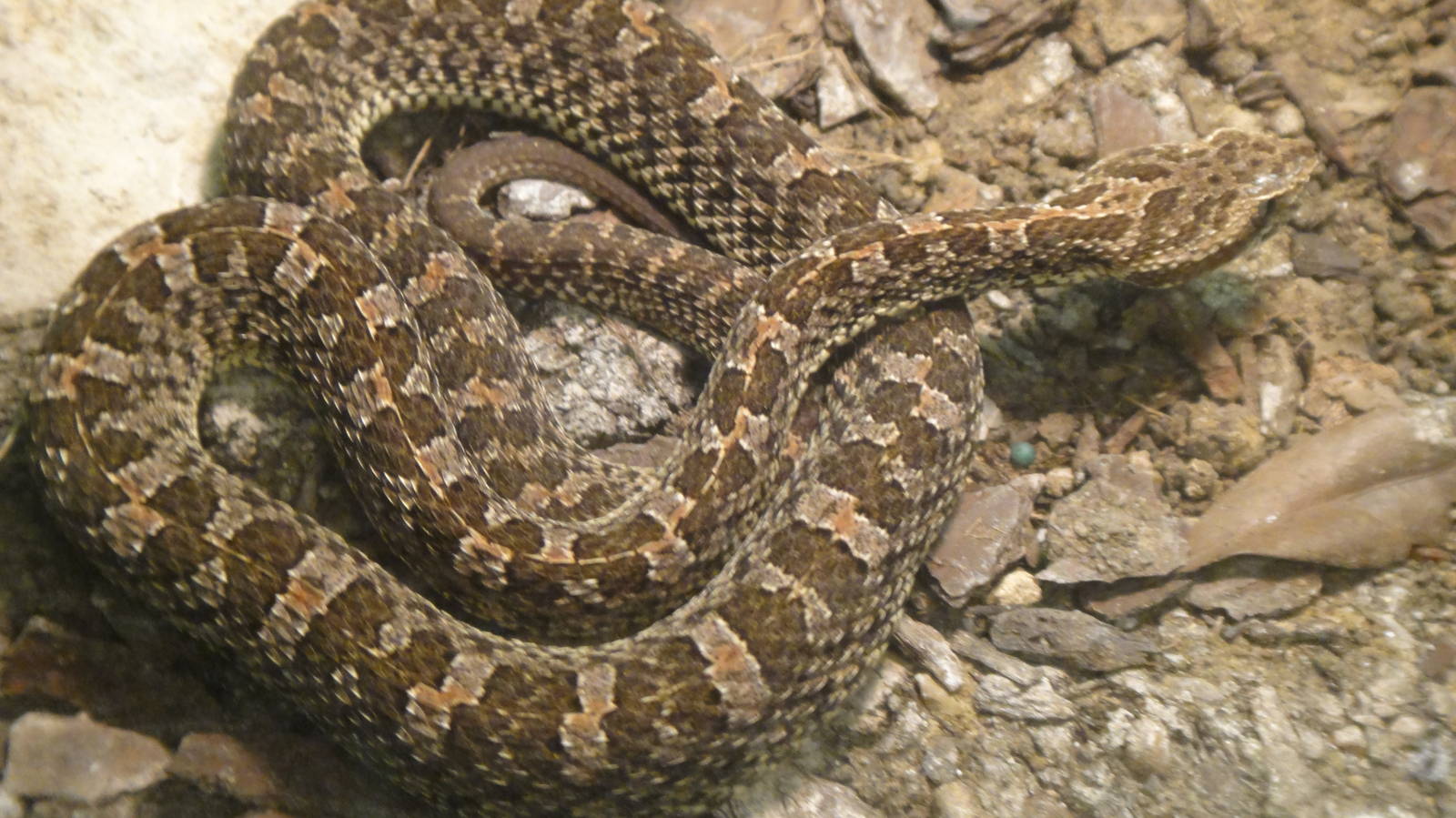 Slender Hognosed Pitviper at Dallas zoo 2015-03-12