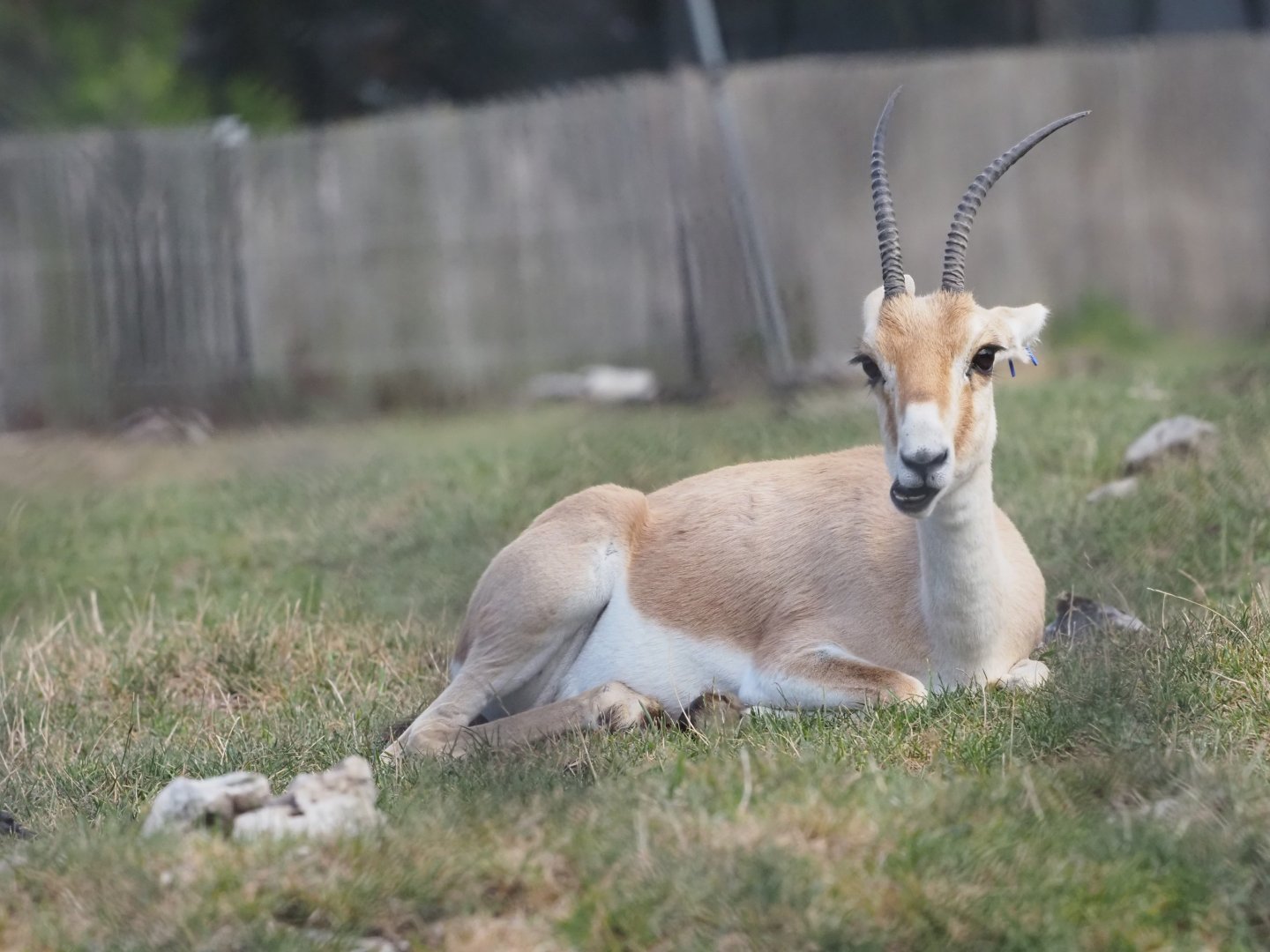 Slender-Horned Gazelle Adult