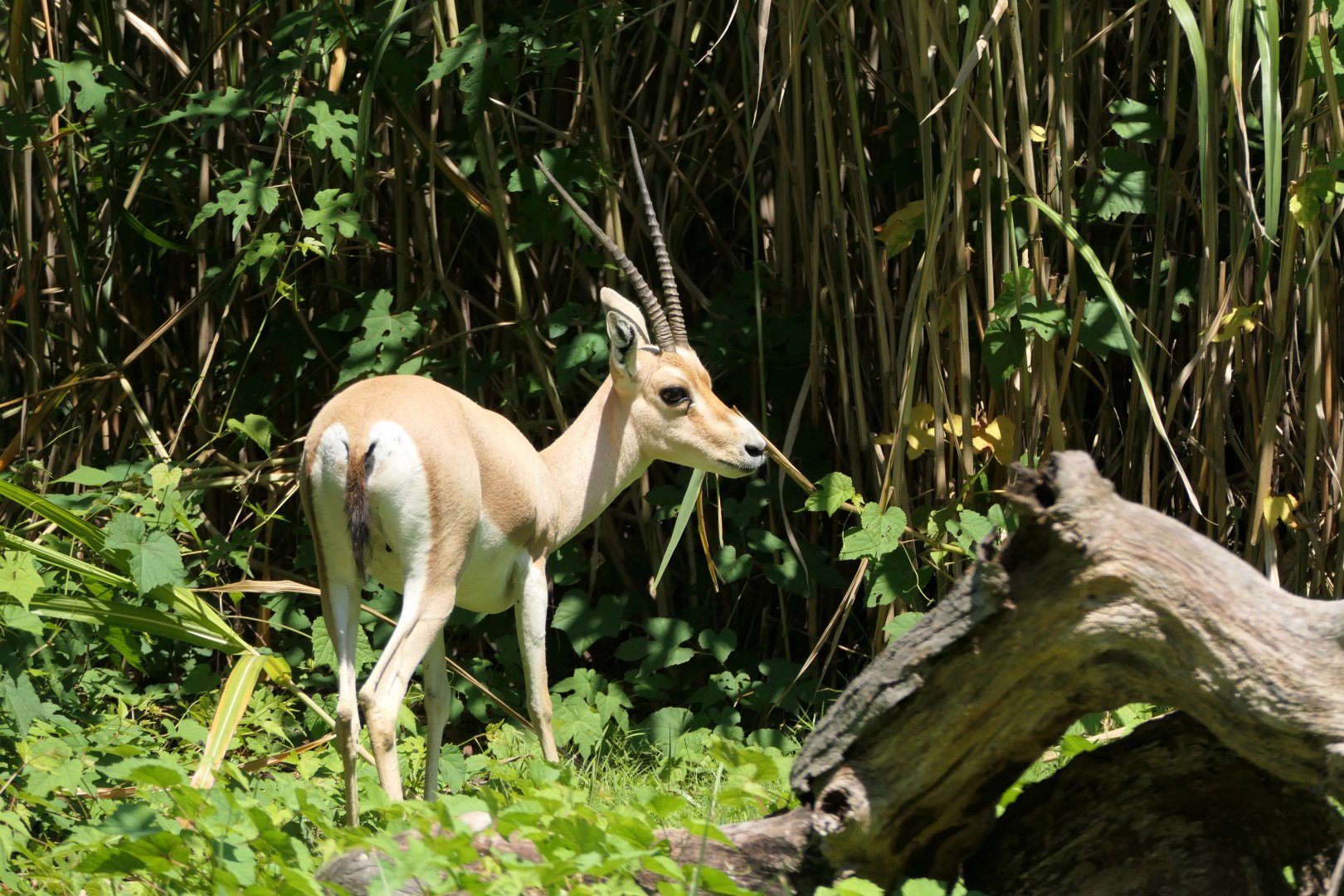 Slender-horned Gazelle - African Plains