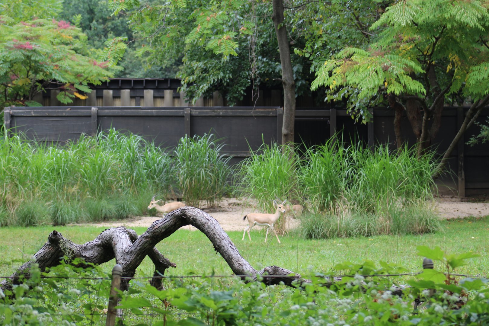 Slender-Horned Gazelle Enclosure