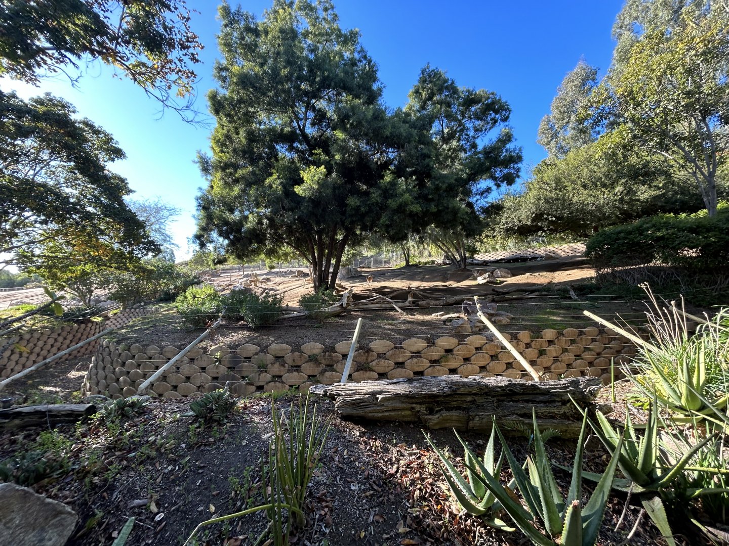Slender-horned Gazelle Exhibit - Africa Loop